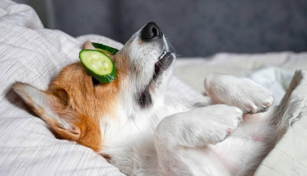 Doggy De-Stress