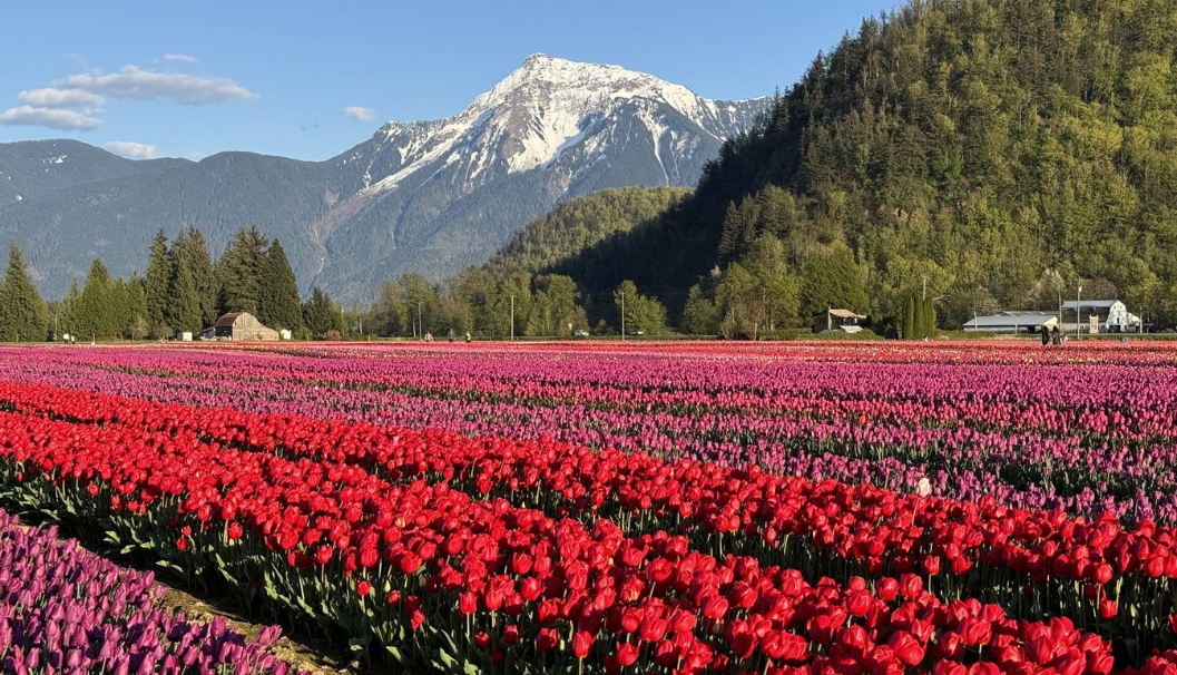 Tulip Festival - Expression of Interest